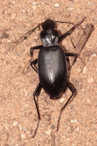 Sphodrus leucophthalmus